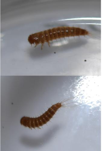 Réf. 331 744 : Attagenus sp.